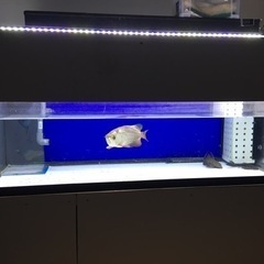 アクリル水槽　130 60 60