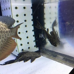 アクリル水槽　130 60 60