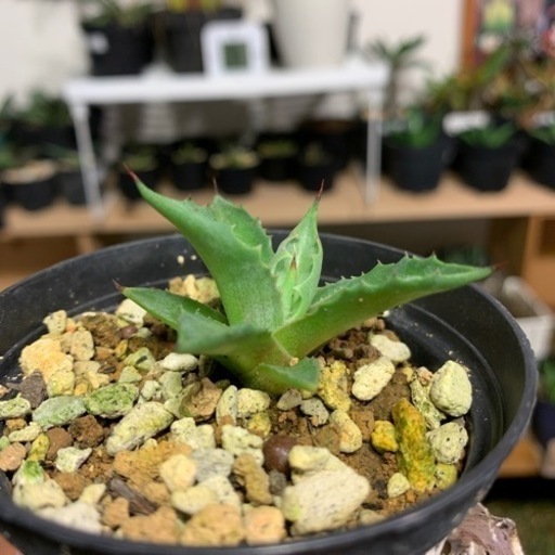 お気に入り チレコドン グランディフローラ 抜き苗発送 サボテン 多肉植物 植物 観葉植物 Dunyaintl Com