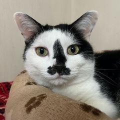 元気いっぱい鼻黒猫さん