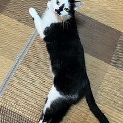元気いっぱい鼻黒猫さん − 神奈川県