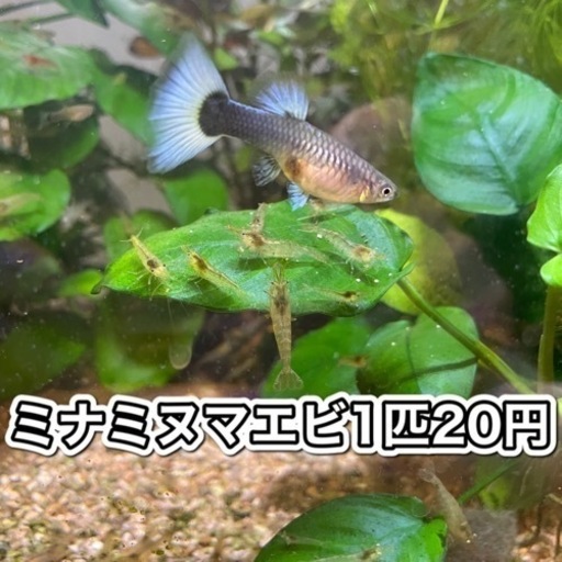水草マツモおまけ付きミナミヌマエビ1匹円 りんご 江坂のその他の中古あげます 譲ります ジモティーで不用品の処分 水草マツモおまけ付きミナミヌマエビ1匹円 りんご 江坂のその他の中古あげます 譲ります ジモティーで不用品の処分