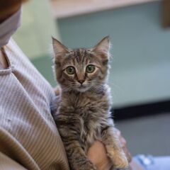 12月19日（日)三鷹で猫のクリスマス譲渡会🎅🏼キジトラ長毛の女の子生後2ヶ月　飼い主不在確認済みの画像