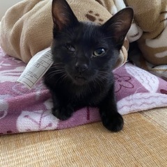 黒猫　人懐っこい　女の子　4ヶ月
