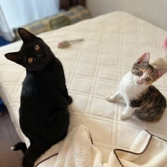 多頭の現場から保護した子猫です(里親様決まりました)