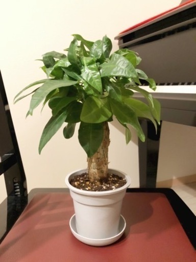 観葉植物　パキラ⑥　32cm　グレーカラーの3.5号の鉢と受け皿付き