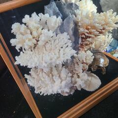 【本日最終】白珊瑚　置物