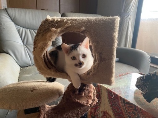 里親募集です 最後のにゃんこちゃんです よっち 陸前豊里の猫の里親募集 ジモティー 里親募集です 最後のにゃんこちゃんです よっち 陸前豊里の猫の里親募集 ジモティー