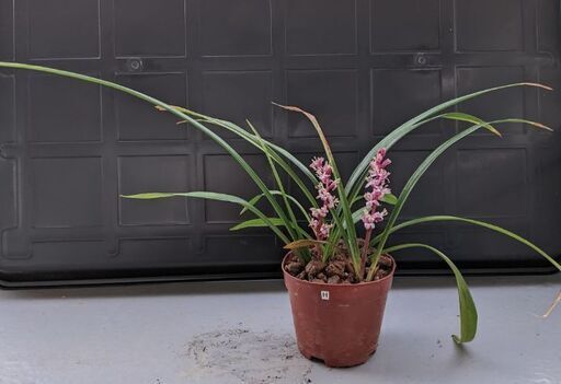 12 19まで 50円 縁起花 H 吉祥草 ｷﾁｼﾞｮｳｿｳ わっしょい 星ヶ丘のその他の中古あげます 譲ります ジモティーで不用品の処分