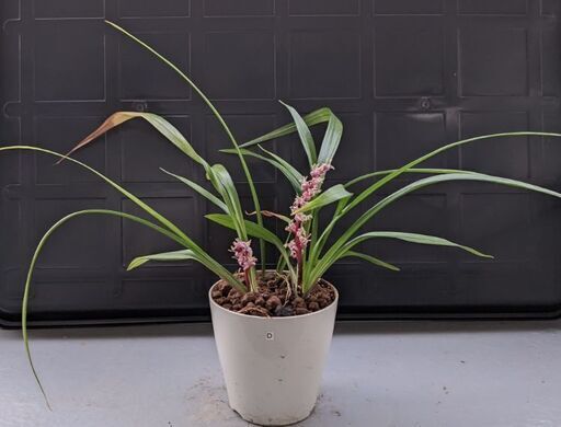 12 19まで 50円 縁起花 D 吉祥草 ｷﾁｼﾞｮｳｿｳ わっしょい 星ヶ丘のその他の中古あげます 譲ります ジモティーで不用品の処分