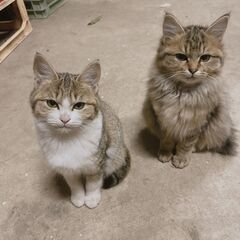 子猫４匹　生後３ヶ月　里親募集の画像