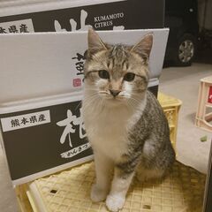 子猫４匹　生後３ヶ月　里親募集 - 宇城市