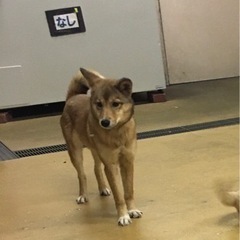 岡山市保健所★クリスマスは地下犬舎ではなく、家族と過ごせますように