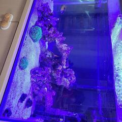 海水水槽セット一式