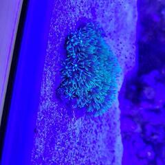 海水水槽セット一式