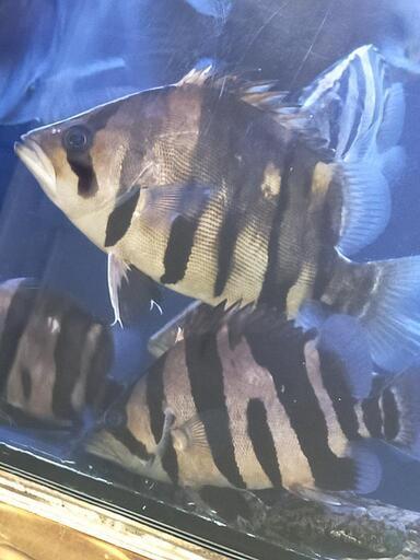 5匹限定ダトニオプラスワン ボルネオ島WILD