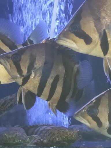 5匹限定ダトニオプラスワン ボルネオ島WILD