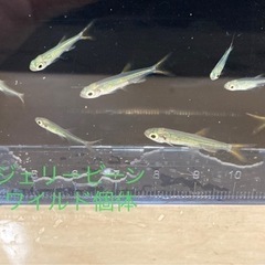 少量熱帯魚入荷