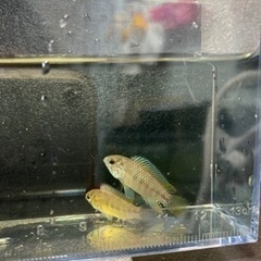 少量熱帯魚入荷