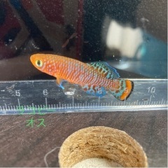 少量熱帯魚入荷