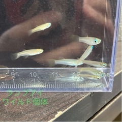 少量熱帯魚入荷