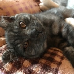 里親募集 木村麻由 福山の猫の里親募集 ジモティー
