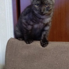 里親募集 木村麻由 福山の猫の里親募集 ジモティー