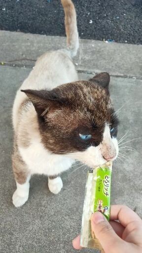 大型猫 スノーシュー 雑種 レア マシュマロベビー 東武練馬の猫の里親募集 ジモティー