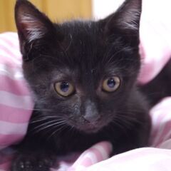  3ヶ月の丸顔かわいい黒猫・女の子