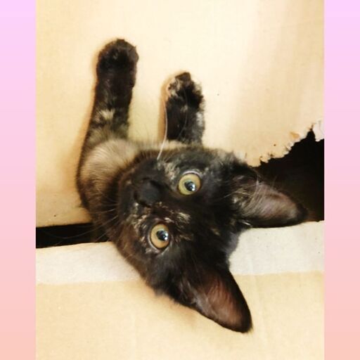 人懐っこい性格3ヶ月サビ女の子 ルル 大田の猫の里親募集 ジモティー