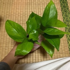 【ネット決済】観葉植物🪴ポトス