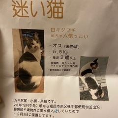 迷い猫 飼い主さん探してます