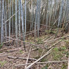 放置された竹林を整備します！　対象地域：兵庫県中南部