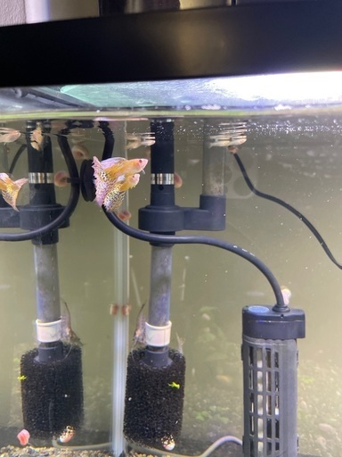 早い者勝ち‼️RREAキングコブラグッピー