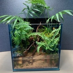 20キューブ・グラステラナノキューブ　レイアウト水槽