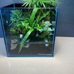 20キューブ・グラステラナノキューブ　レイアウト水槽