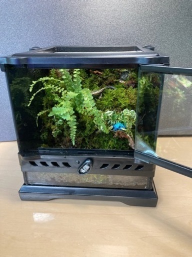 20キューブ・グラステラナノキューブ　レイアウト水槽 20キューブ・グラステラナノキューブ レイアウト水槽