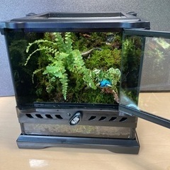 20キューブ・グラステラナノキューブ　レイアウト水槽