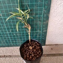 【ネット決済】植物竹