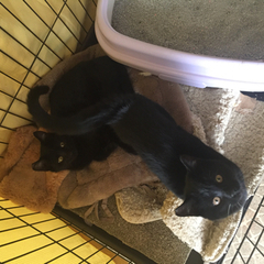 生後約4か月の黒ネコ２匹とハチワレ2匹 − 茨城県