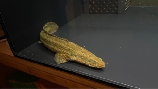 熱帯魚 ポリプテルス カミハタビキール