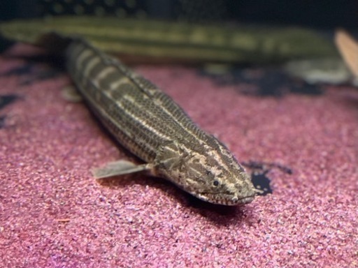熱帯魚 ポリプテルス ビキールラプラディ