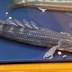 熱帯魚 ポリプテルス ビキールラプラディ