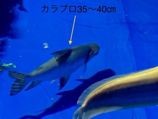 【アロワナとの混泳に】40㎝位　完品