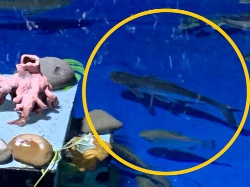 アロワナとの混泳に】 パールム 65㎝〜70㎝