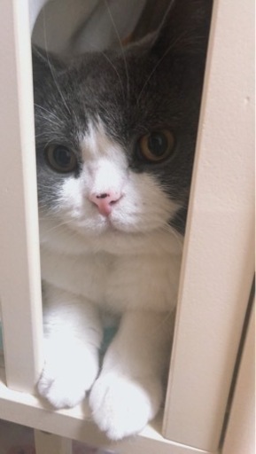 ブリティッシュショートヘア しんちゃん 草加の猫の里親募集 ジモティー