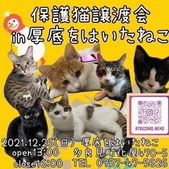 【長崎県諫早市】猫の譲渡会【12/26(日)開催】