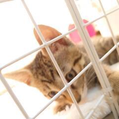 ｛一旦停止｝4か月子猫　キジ猫　里親様募集❗ - 茨木市