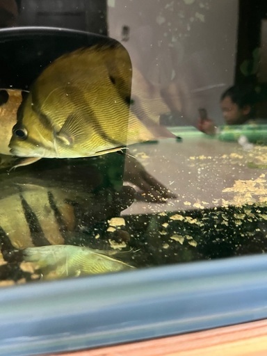 フォーバーダトニオ20センチ±