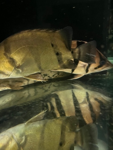 フォーバーダトニオ20センチ±